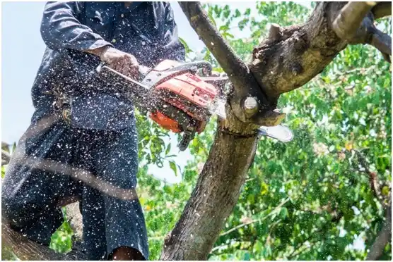 tree services Perry